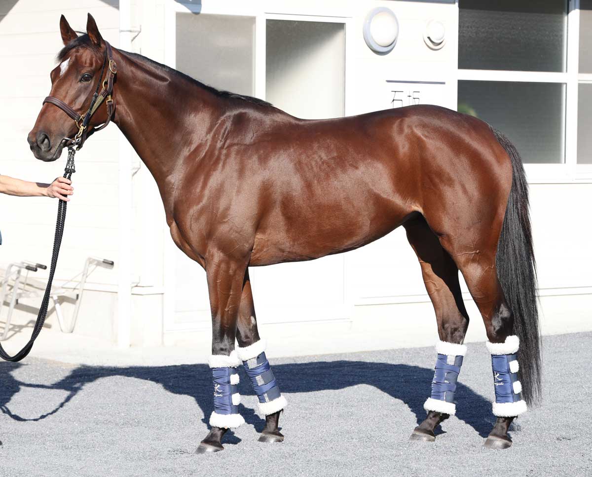 エリザベス女王杯 馬体診断 秋華賞上位馬よりよく見えたのは上昇中の５歳馬 中村均元調教師が馬体をジャッジ 競馬ニュース 特集なら東スポ競馬