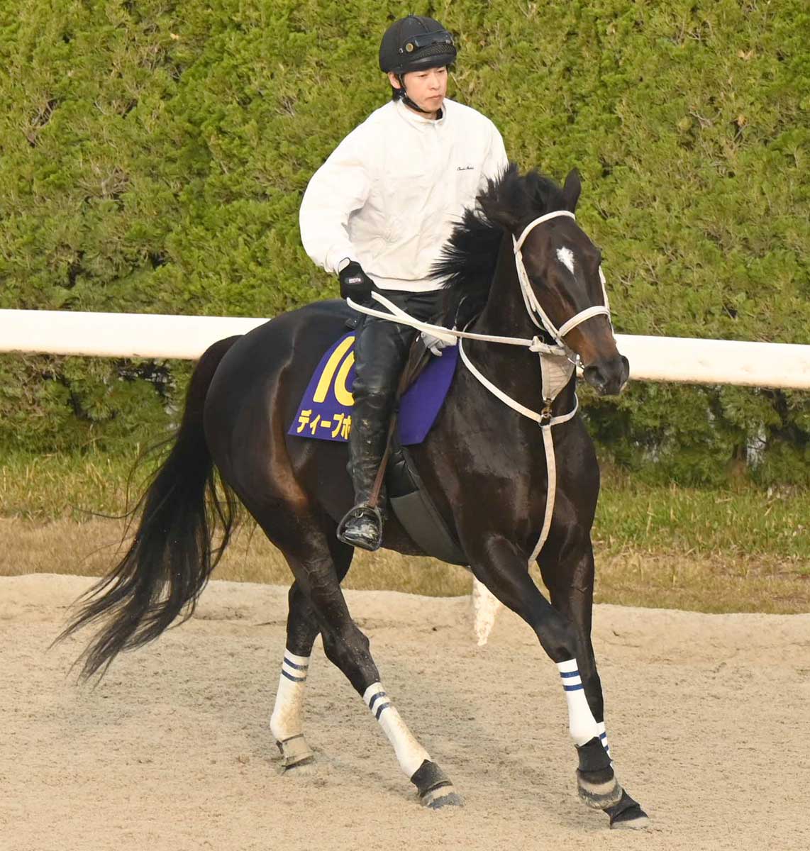 天皇賞・春】待望の京都開催でディープボンドが〝失われた2年〟埋める