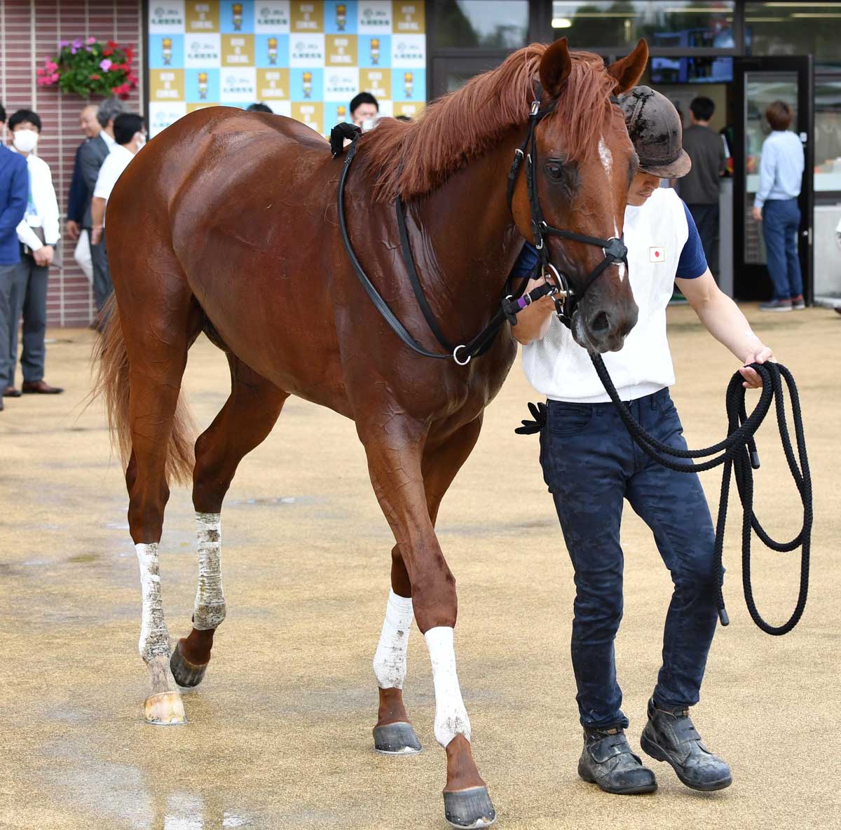 札幌2歳S】武豊絶賛のガイアメンテが不動の主役！〝汗だく〟取材で 