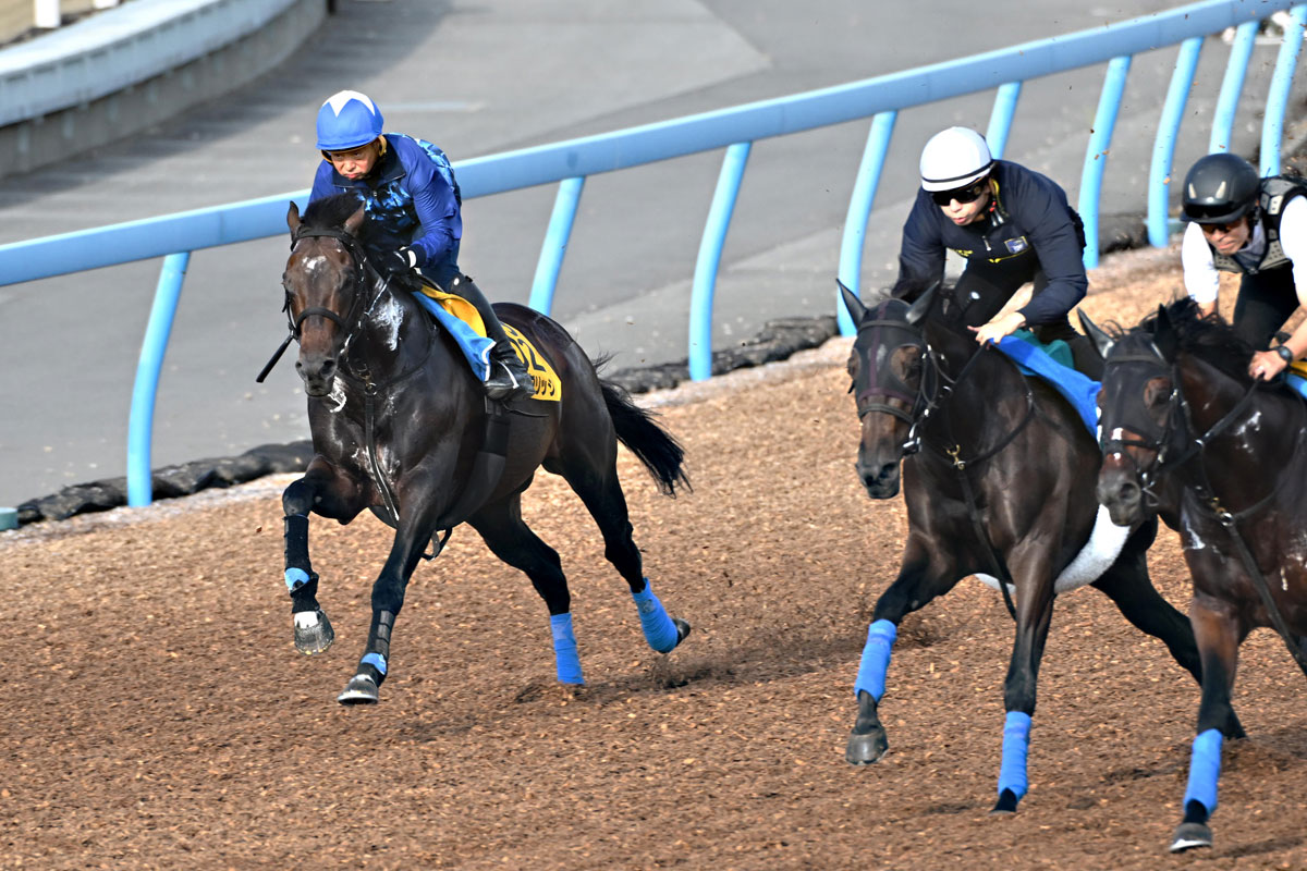 オールカマー 追い 切り