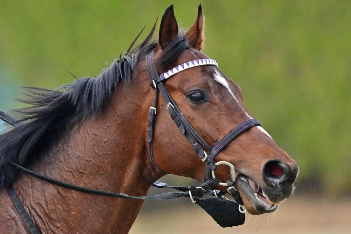 リバティアイランド12体、ドウデュース4体 ドウデュース＆リバティアイランドが世界を席巻！日本競馬が誇る二枚