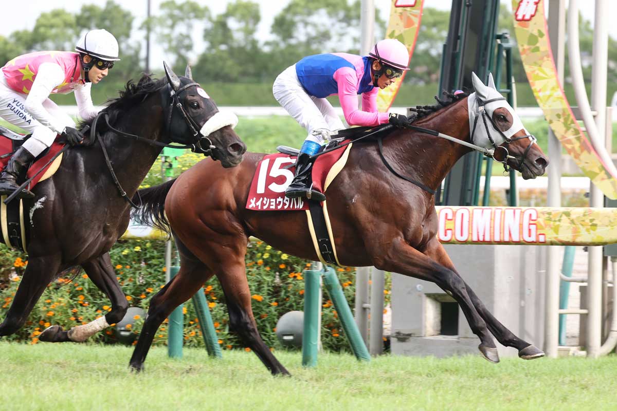 メイショウタバル　応援馬券5種　皐月賞　菊花賞　日経新春杯　宝塚記念　有馬記念 菊花賞】メイショウタバル 貫禄出てきた 石橋師「精神的にも大人になっ