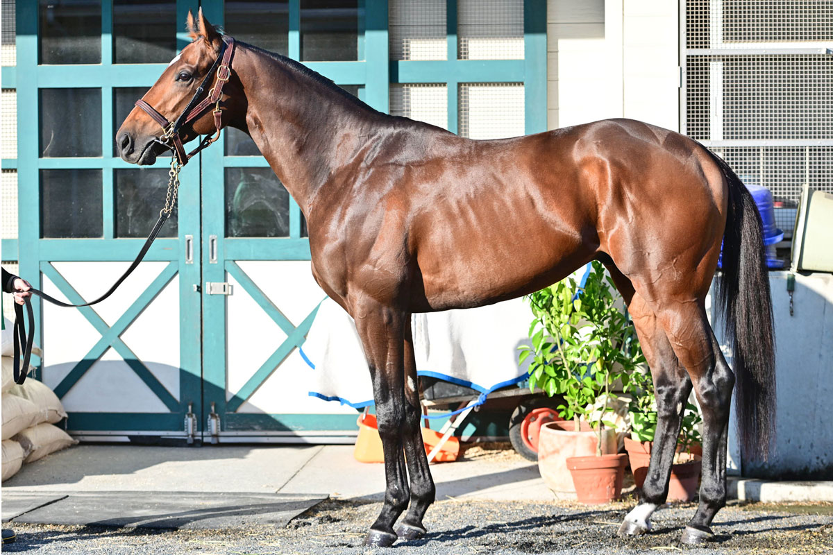 チャンピオンズC・馬体診断】筋骨隆々の見栄えは芝の一流馬以上 チャンピオンズC・馬体診断】筋骨隆々の見栄えは芝の一流馬以上