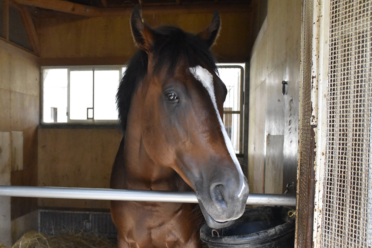 早い者勝ち!! 最高級馬場鞍  Overture Victoria 美品 乗馬 早い者勝ち!! 最高級馬場鞍 Overture Victoria 美品 乗馬 【公式通販】