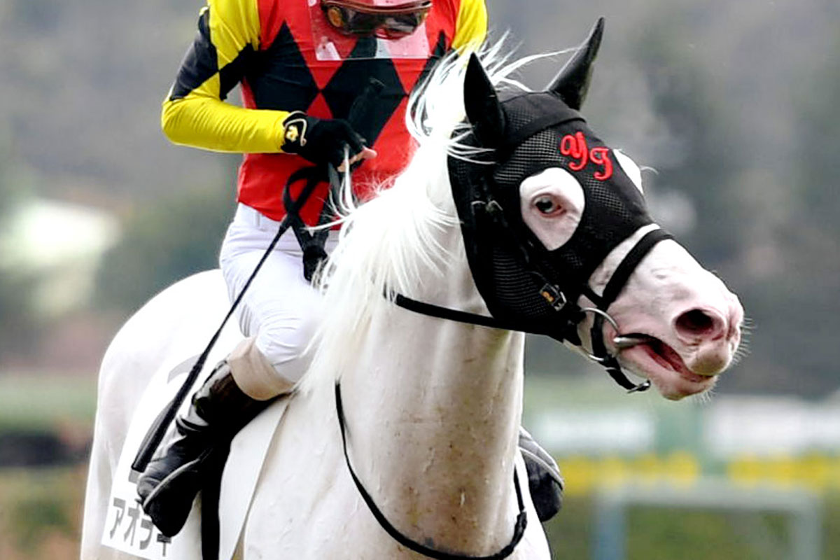 人気の白毛馬アオラキが予後不良に…JRA復帰初戦で競走中止【福島8R
