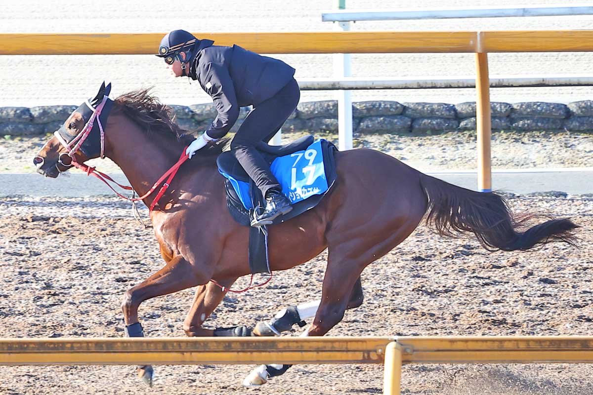 根岸S・先取り予想】ウシュバテソーロの同期！9歳メイショウカズサが 