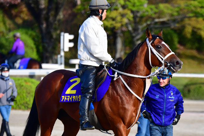 皐月賞 勢いに乗る大久保厩舎 最高の刺客 アドマイヤハダル 競馬ニュース 特集なら東スポ競馬